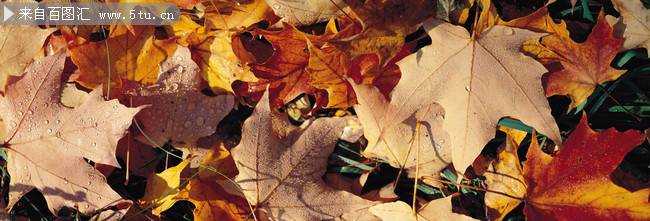 点击大图看下一张：唯美秋天植物树叶图片素材