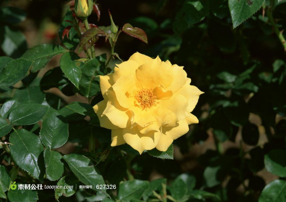 点击大图看下一张：娇美的野生黄玫瑰图片赏析