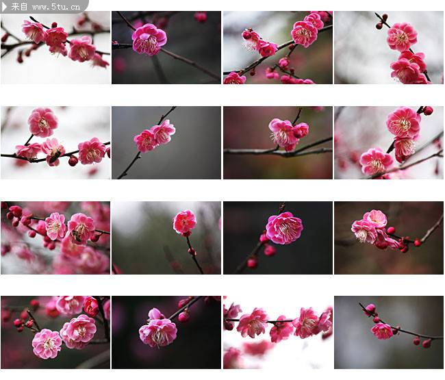 点击大图看下一张：与世无争的梅花摄影图片