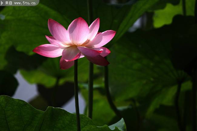 点击大图看下一张：夏日池塘中的粉红莲花图片
