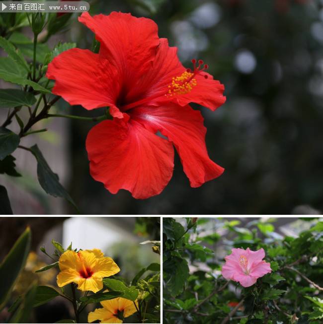 点击大图看下一张：扶桑花图片欣赏精选红色鲜花素材