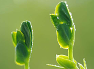 绿色植物叶芽特写图片