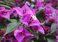 紫色鲜花图片素材欣赏