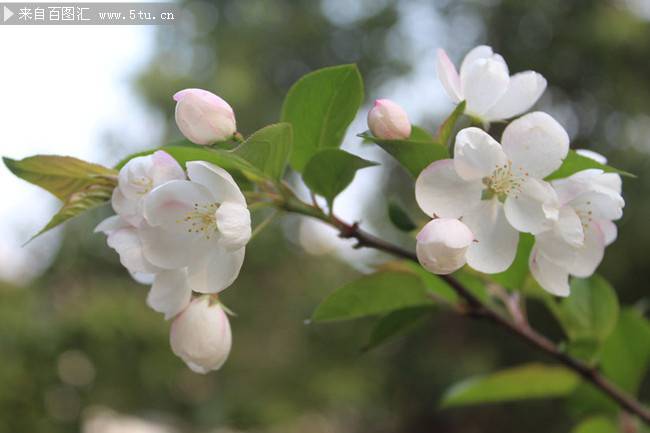 点击大图看下一张：初春纯洁的白色鲜花摄影图片