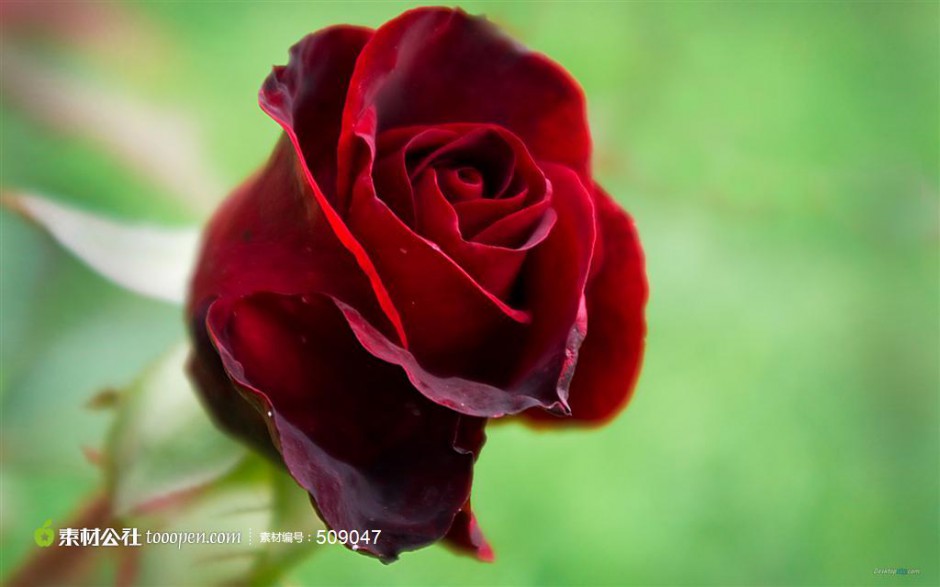 点击大图看下一张：唯美红玫瑰花背景素材