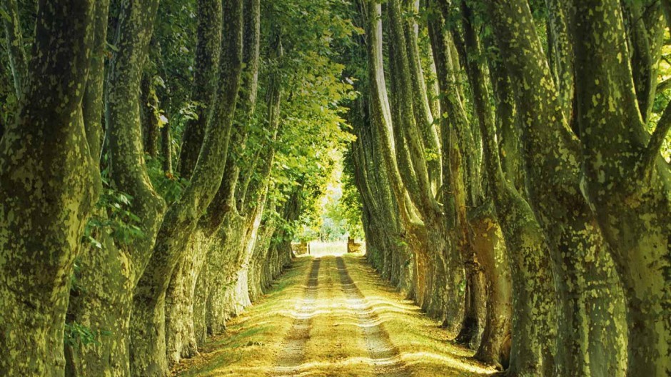 点击大图看下一张：梧桐树图片唯美道路风景