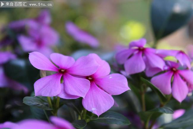 点击大图看下一张：盛开的紫色花朵唯美图片
