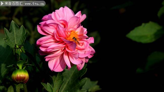 点击大图看下一张：盆栽芍药花图片色彩明艳