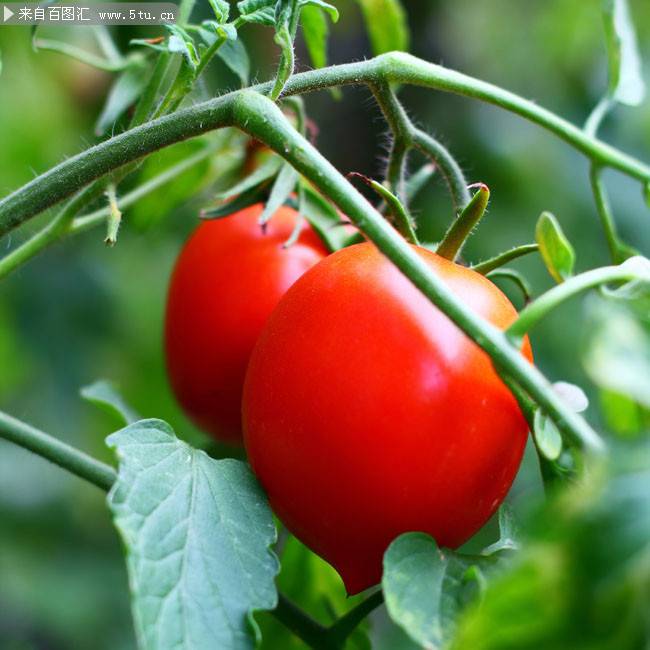 点击大图看下一张：鲜红的番茄高清图片赏析