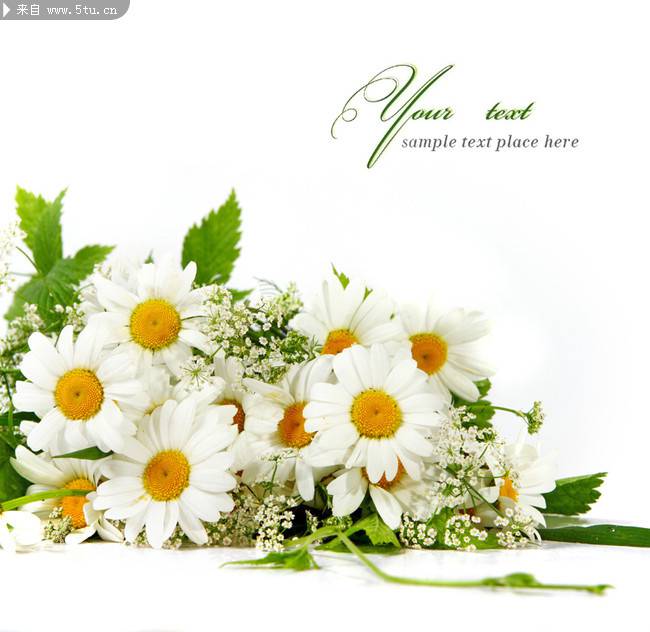 点击大图看下一张：素净优雅的白色野菊花图片