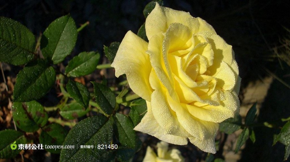 点击大图看下一张：开黄花的玫瑰花植物图片高清壁纸