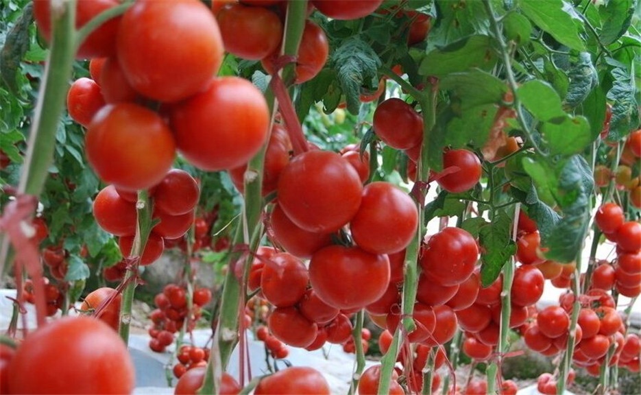 点击大图看下一张：鲜嫩可口的西红柿植物图片