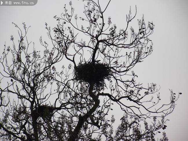 点击大图看下一张：梧桐树上的鸟窝摄影图片