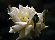 一束唯美的白玫瑰图片
