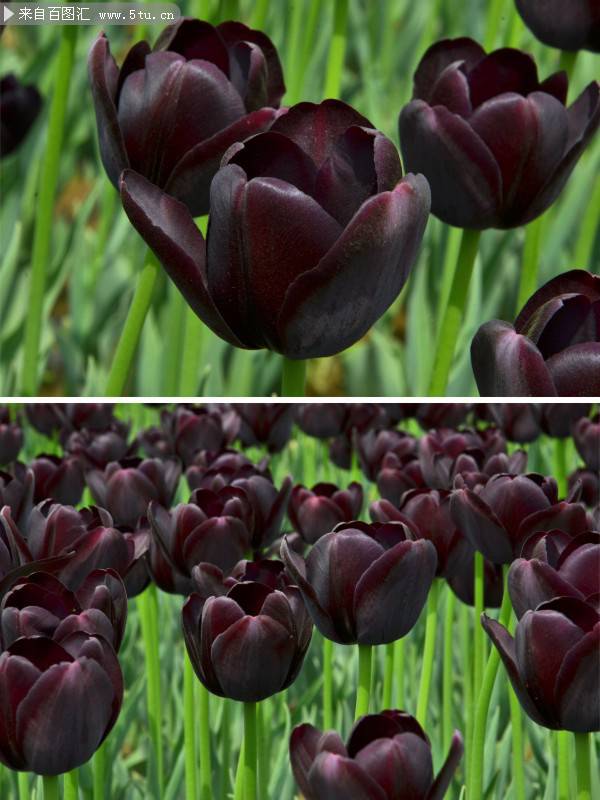 点击大图看下一张:高冷的黑色郁金香图片赏析