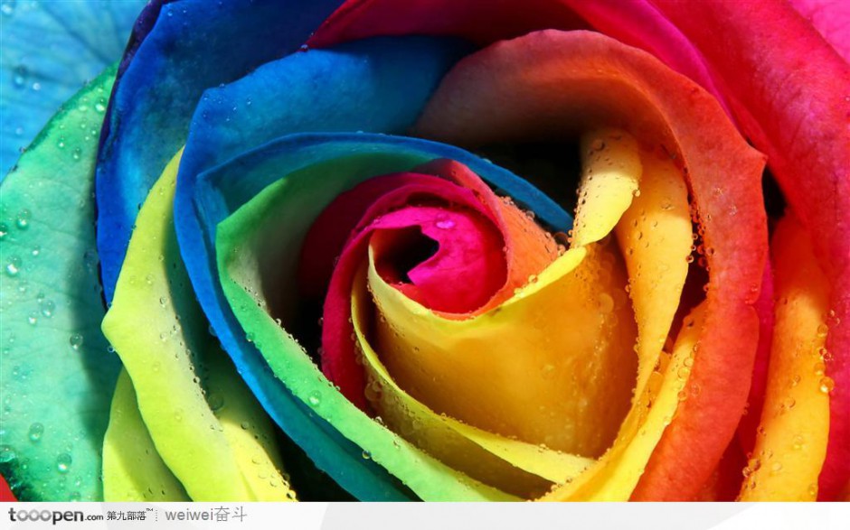 点击大图看下一张：梦幻般美丽的五彩玫瑰图片
