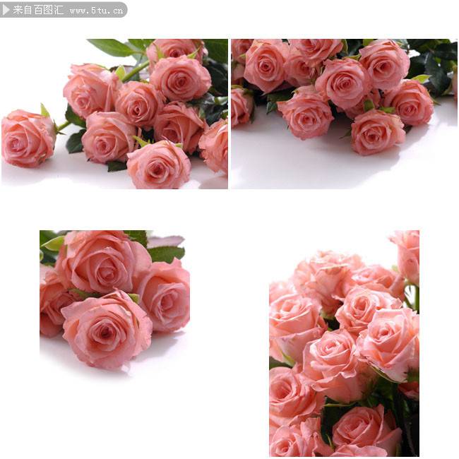点击大图看下一张：唯美粉红玫瑰花图片素材