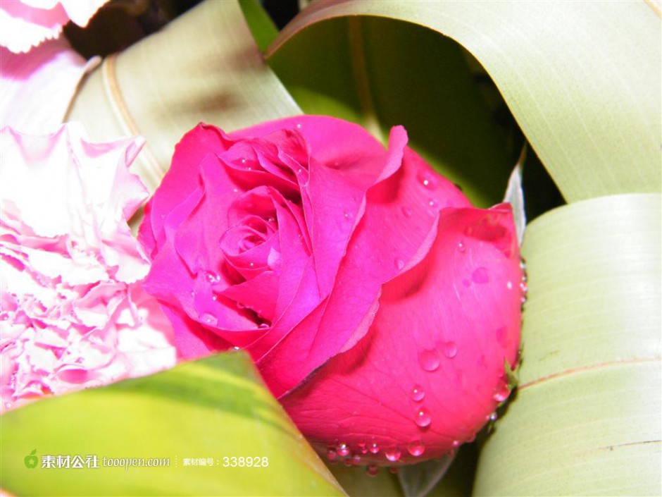 点击大图看下一张：超漂亮的玫瑰花高清摄影图片