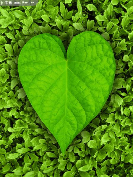 点击大图看下一张：心形叶子绿色植物图片素材