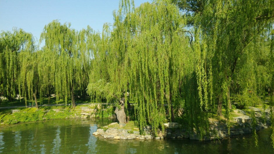 点击大图看下一张：湖边柳树风景图片青翠嫩绿