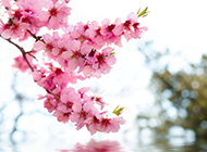 海棠樱花图片优雅清新