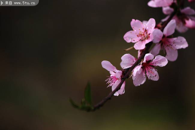 点击大图看下一张：雨后的桃花微距摄影图片