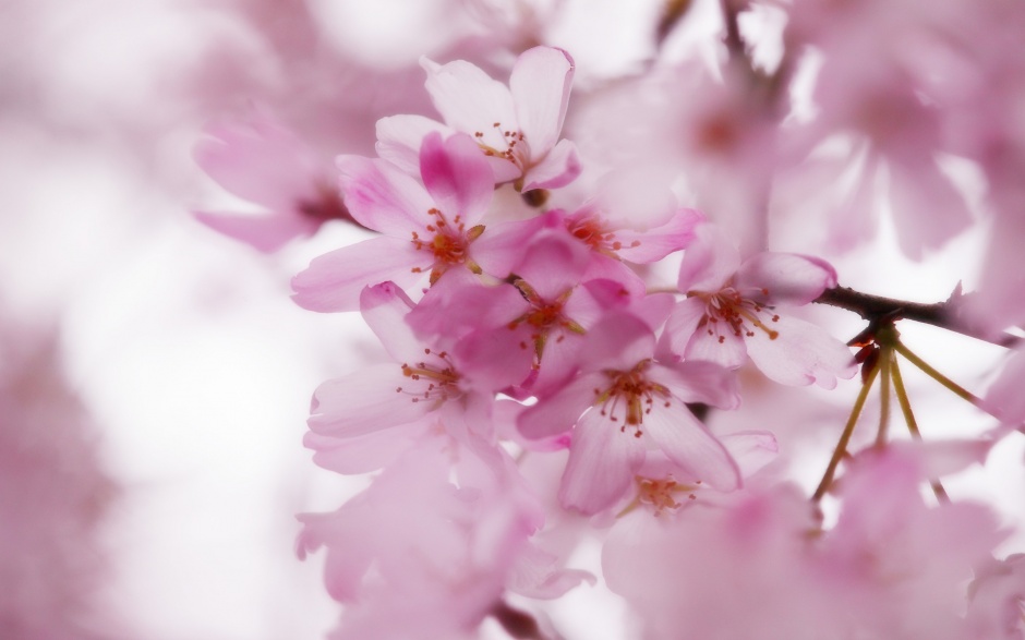 点击大图看下一张：充满诗意的日本樱花图片素材
