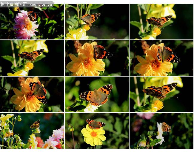 点击大图看下一张：优雅清新的春日鲜花蝴蝶图片
