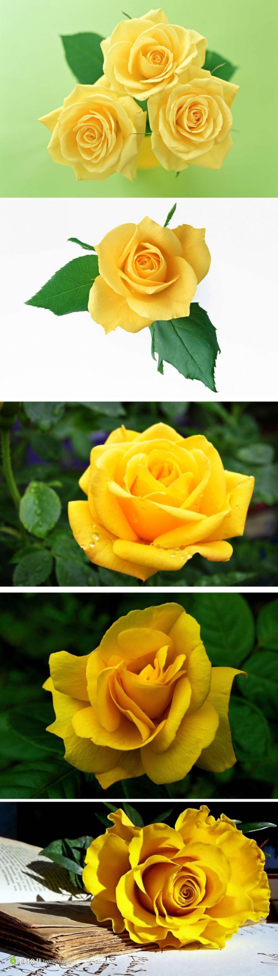 点击大图看下一张：美丽的黄色玫瑰花图片素材