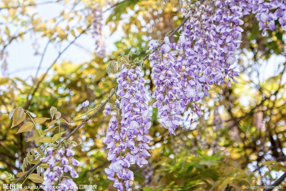 点击大图看下一张:紫藤花图片唯美壁纸高清
