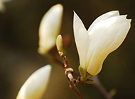 美丽的白色玉兰花图片
