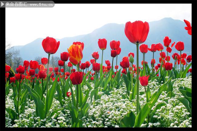 点击大图看下一张：红色郁金香唯美清新风景图片