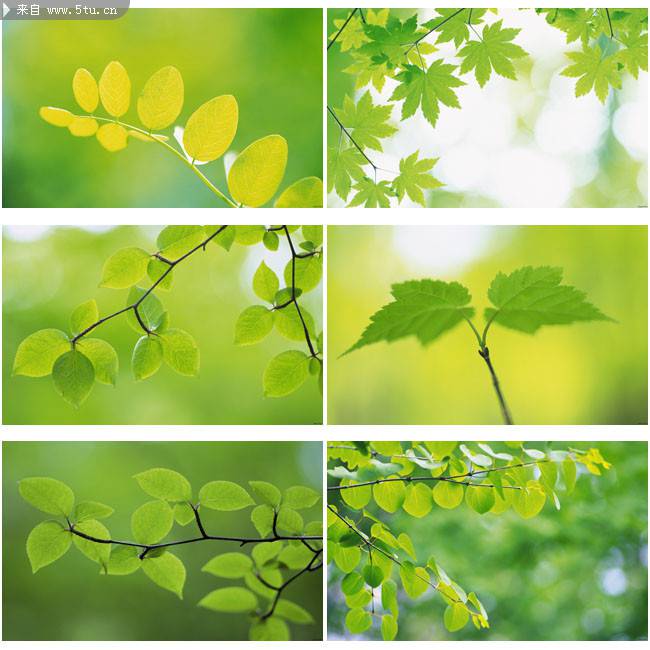 点击大图看下一张：春天美景的绿色树叶图片