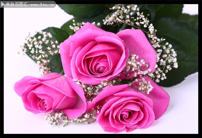 点击大图看下一张：超漂亮的玫瑰花图片欣赏