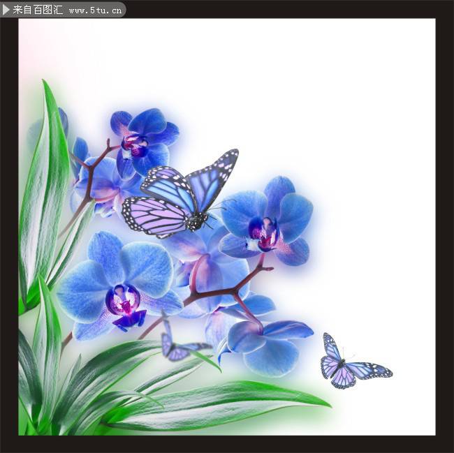 点击大图看下一张：蓝蝴蝶花图片素材推荐
