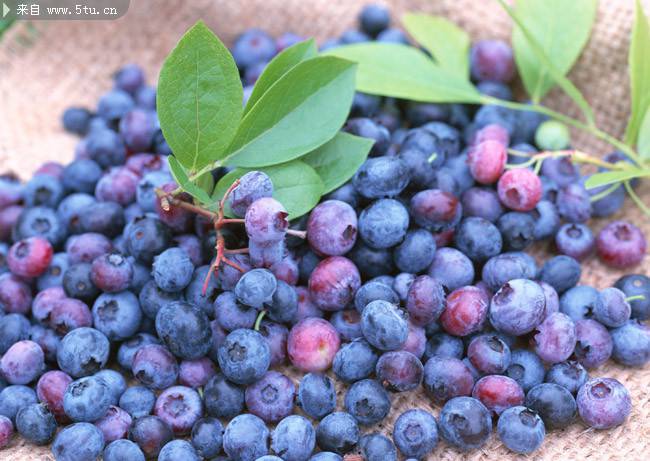 点击大图看下一张：果肉细腻的蓝莓图片