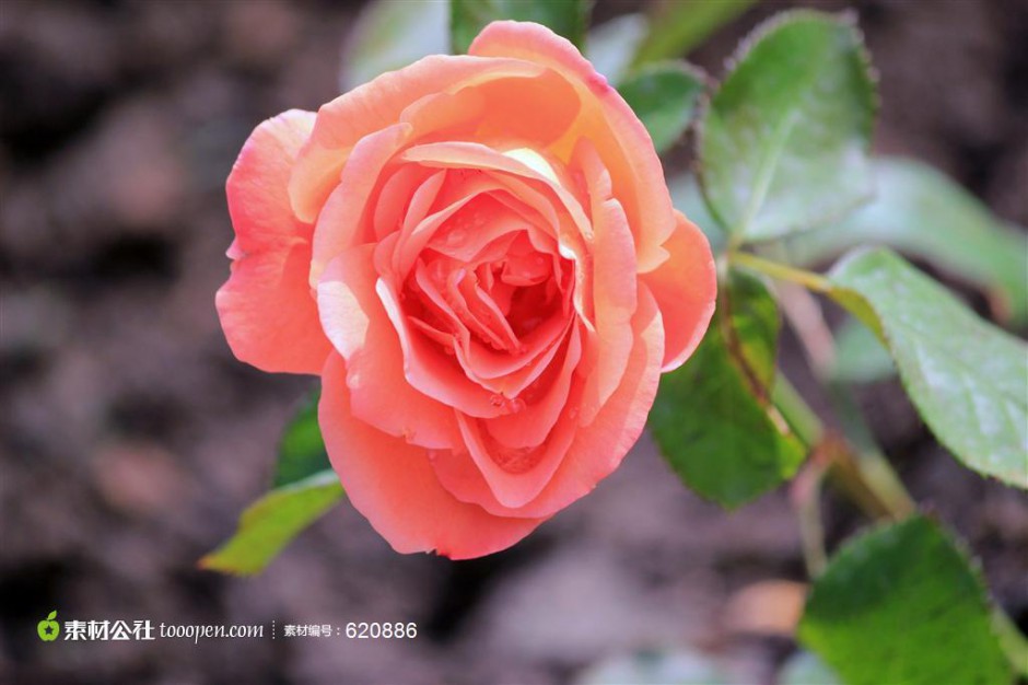 点击大图看下一张：淡粉玫瑰花高清特写图片