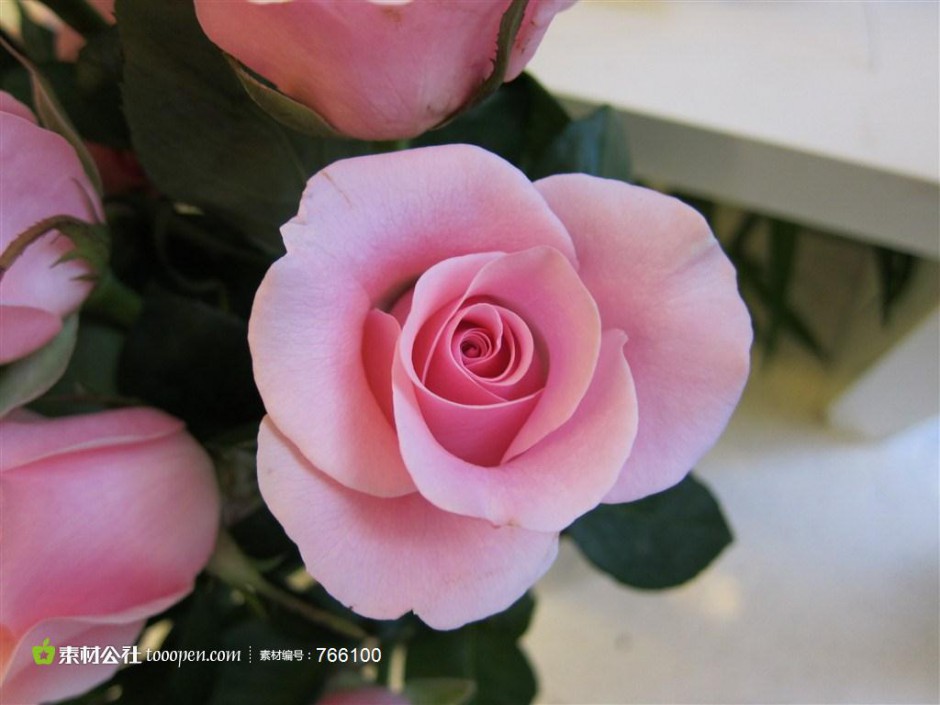 点击大图看下一张：含苞待放的粉玫瑰摄影图片