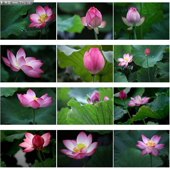 点击大图看下一张：杭州西湖荷花 2016植物图片大全
