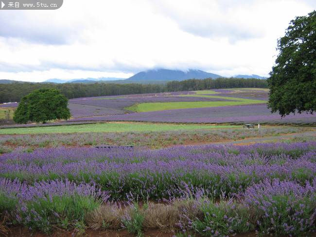 点击大图看下一张：一望无际的紫色薰衣草园