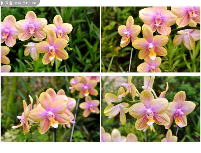 点击大图看下一张：蝴蝶兰花图片大全稀有鲜花摄影素材