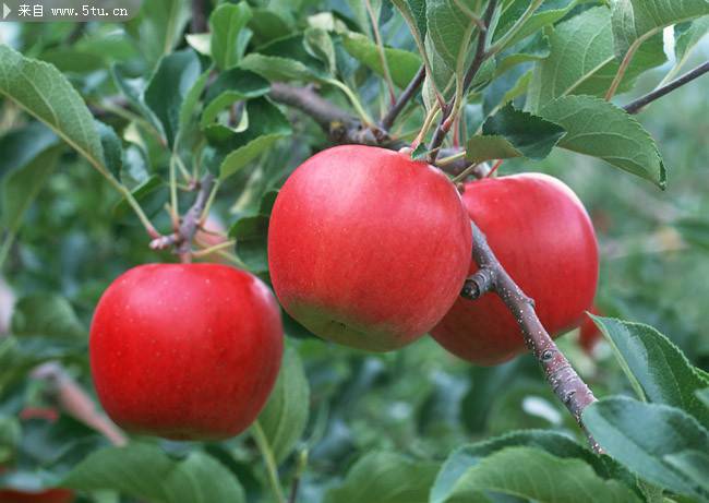 点击大图看下一张：枝头的红苹果高清图片