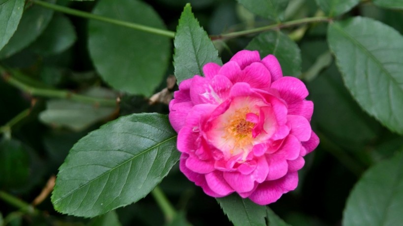 点击大图看下一张：观赏植物美艳动人的野蔷薇图片