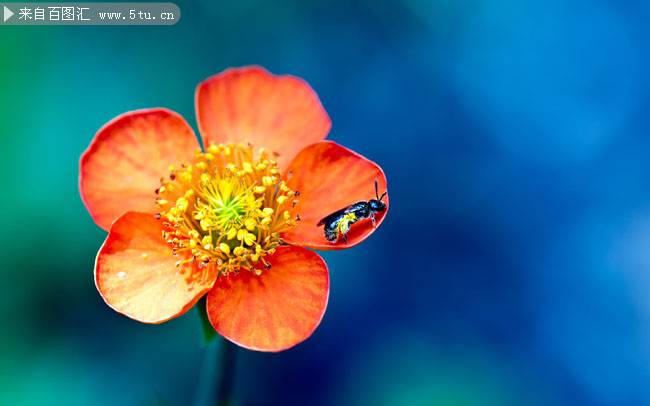 点击大图看下一张：花朵上可爱的蜜蜂图片