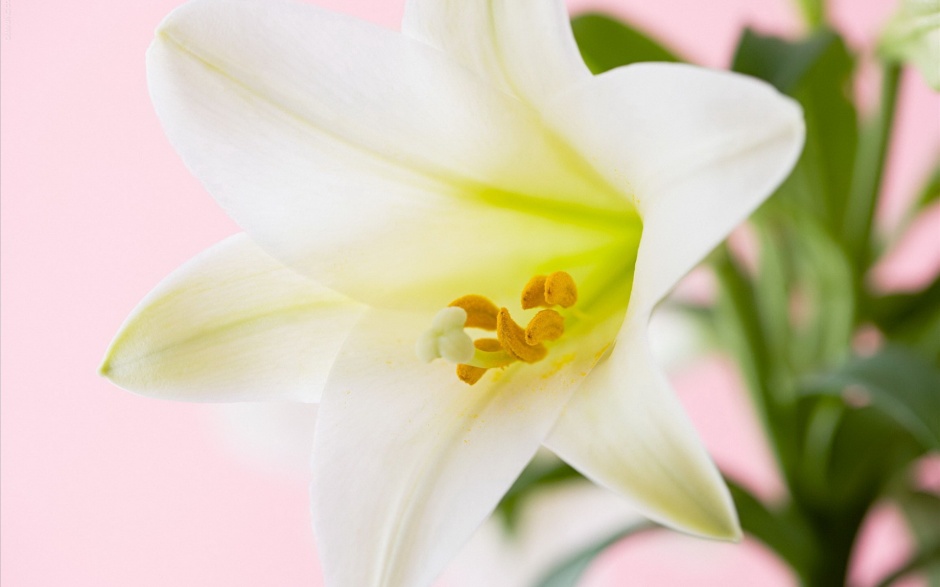 点击大图看下一张：清新淡雅的百合花花卉植物素材