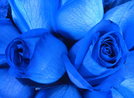 蓝色玫瑰背景图片素材欣赏