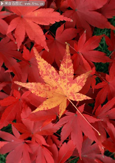 点击大图看下一张：秋天枫叶壁纸鲜红夺目