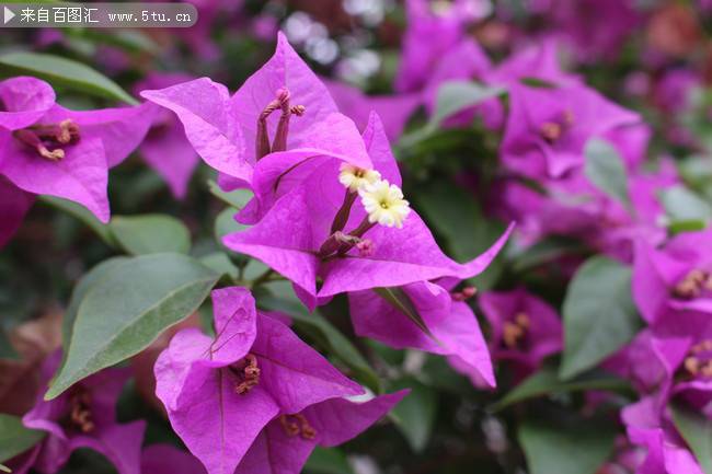 点击大图看下一张：紫色鲜花图片素材欣赏
