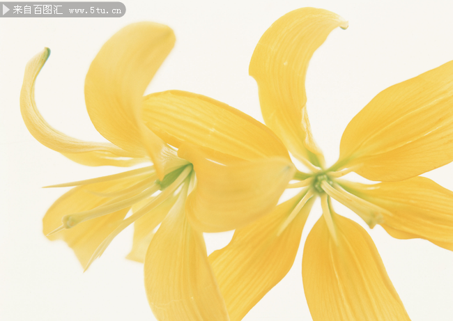 点击大图看下一张：两朵黄百合花瓣图片