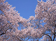 满树烂漫的樱花图片